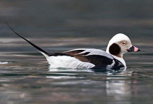 Нугас (Мөнгөлөг шунгаахай)